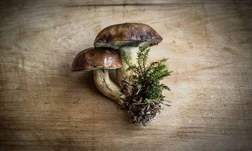 Una conserva ed un primo piatto per 2 ricette veloci con protagonisti i funghi